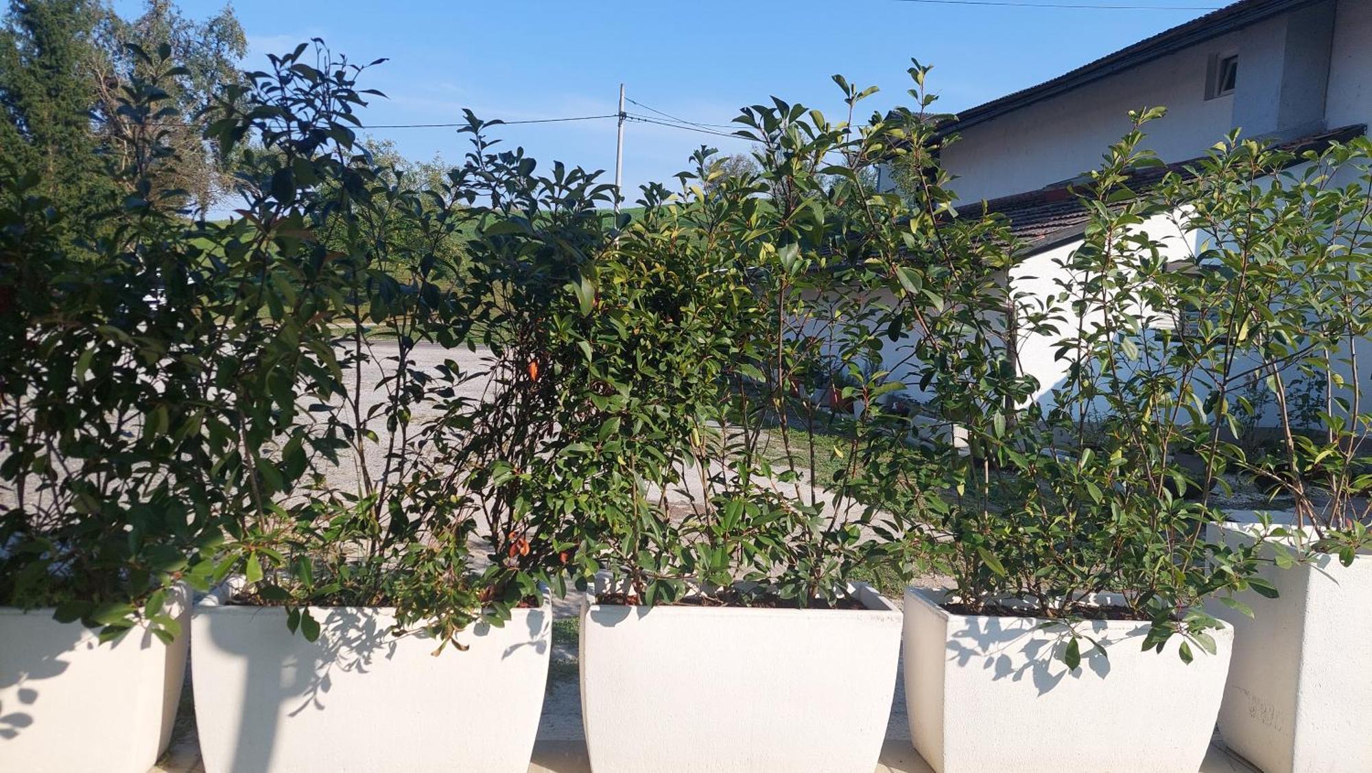 Kod Ane Appartement Belavici Buitenkant foto